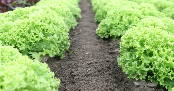 Why the future of food produce is shaped by data and analytics