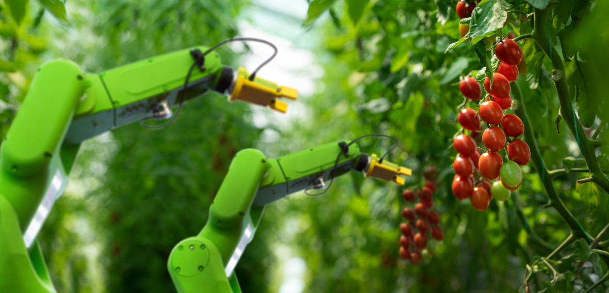 Robot farming tomatoes